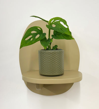 Mini Monstera Obliqua & Pot