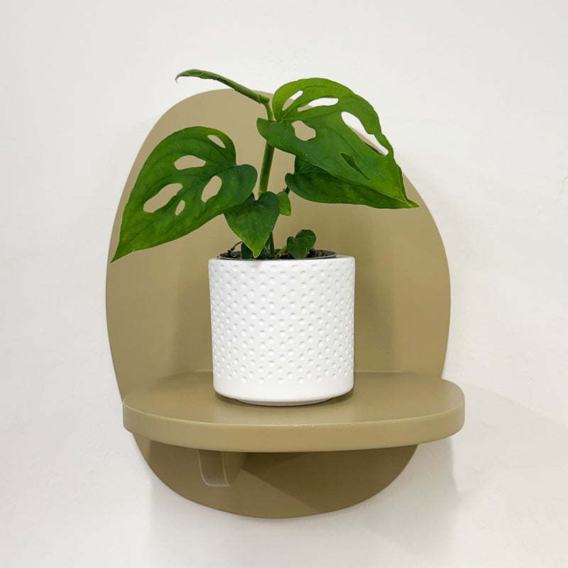 Mini Monstera Obliqua & Pot