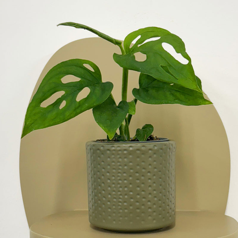 Mini Monstera Obliqua & Pot