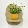 Mini Maidenhair Vine & Pot