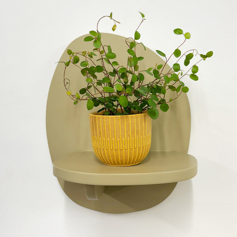 Mini Maidenhair Vine & Pot