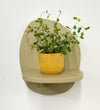 Mini Maidenhair Vine & Pot