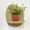 Mini Maidenhair Vine & Pot