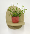 Mini Maidenhair Vine & Pot