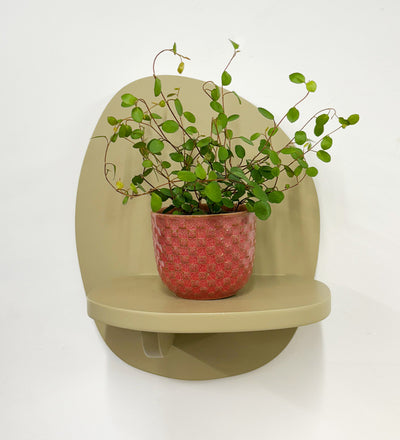 Mini Maidenhair Vine & Pot