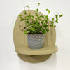 Mini Maidenhair Vine & Pot