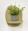 Mini Maidenhair Vine & Pot