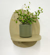 Mini Maidenhair Vine & Pot