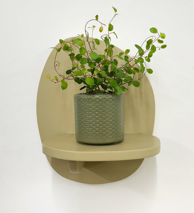 Mini Maidenhair Vine & Pot