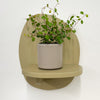 Mini Maidenhair Vine & Pot