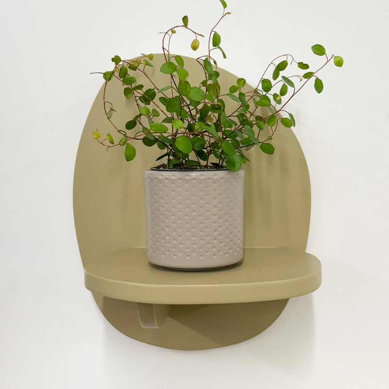 Mini Maidenhair Vine & Pot