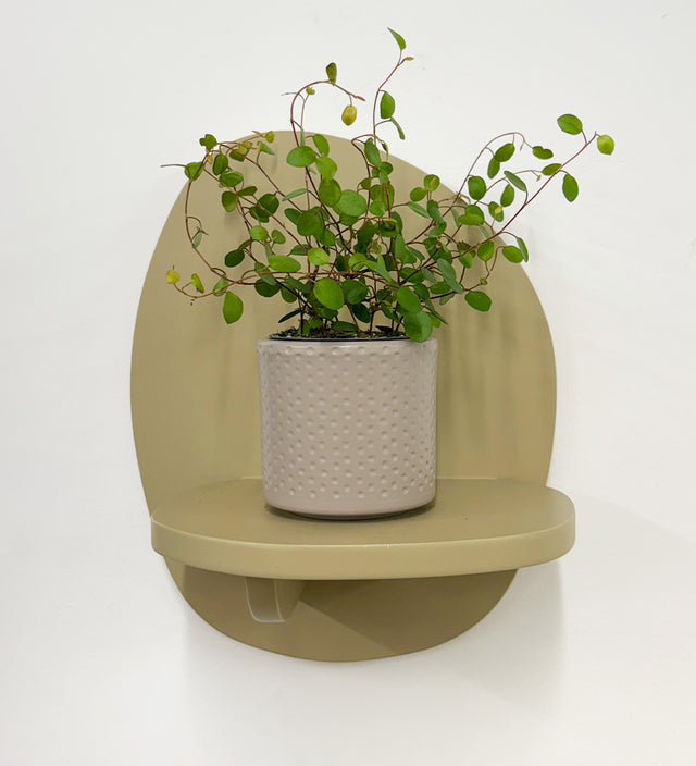 Mini Maidenhair Vine & Pot