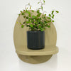 Mini Maidenhair Vine & Pot