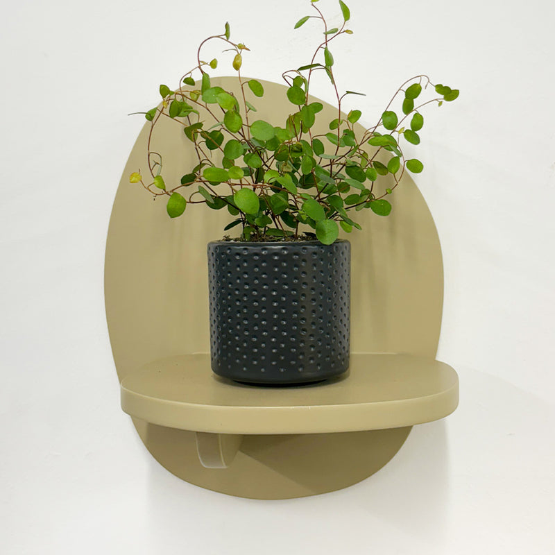 Mini Maidenhair Vine & Pot