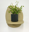 Mini Maidenhair Vine & Pot