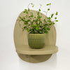Mini Maidenhair Vine & Pot