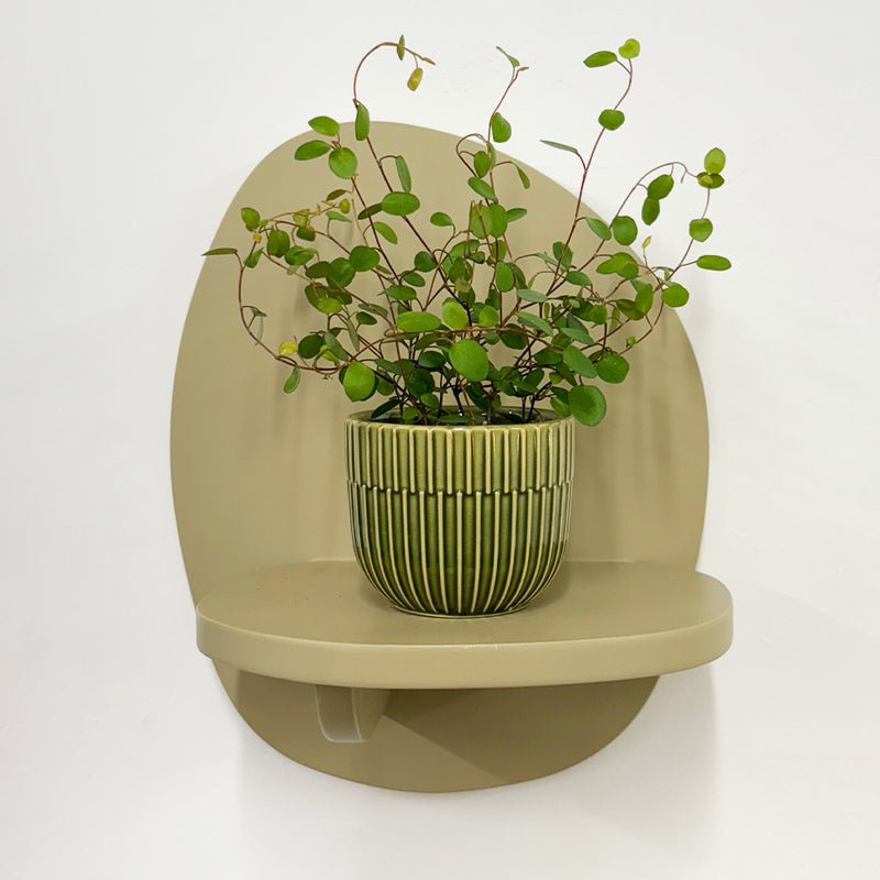 Mini Maidenhair Vine & Pot