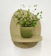 Mini Maidenhair Vine & Pot