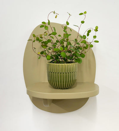 Mini Maidenhair Vine & Pot