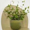 Mini Maidenhair Vine & Pot