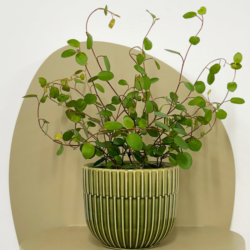 Mini Maidenhair Vine & Pot