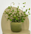 Mini Maidenhair Vine & Pot