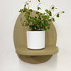 Mini Maidenhair Vine & Pot