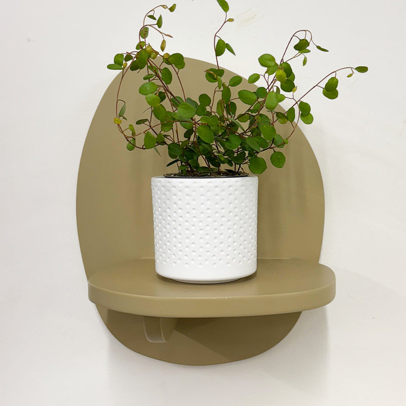 Mini Maidenhair Vine & Pot