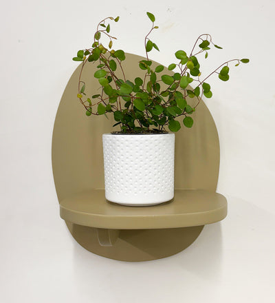 Mini Maidenhair Vine & Pot