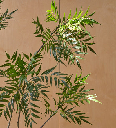 Artificial Mahonia Fortunei
