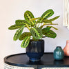 Lemon Lime Prayer Plant