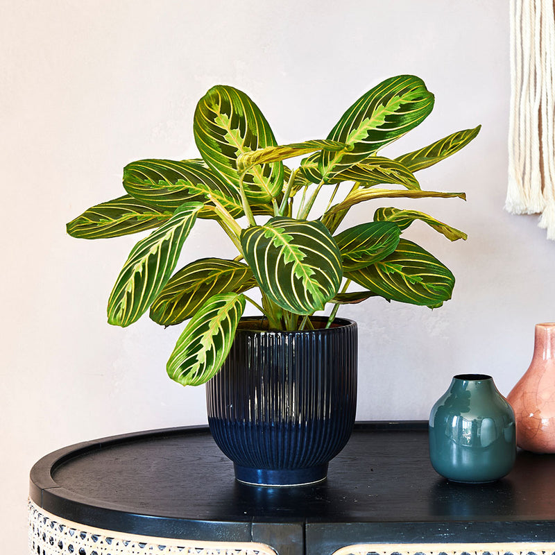 Lemon Lime Prayer Plant