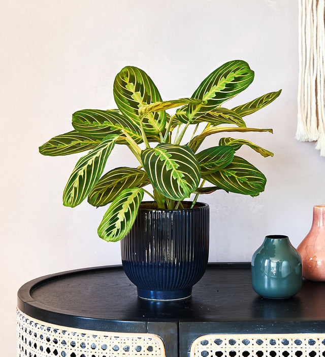 Lemon Lime Prayer Plant