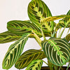 Lemon Lime Prayer Plant