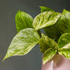 Marble Pothos & Pot