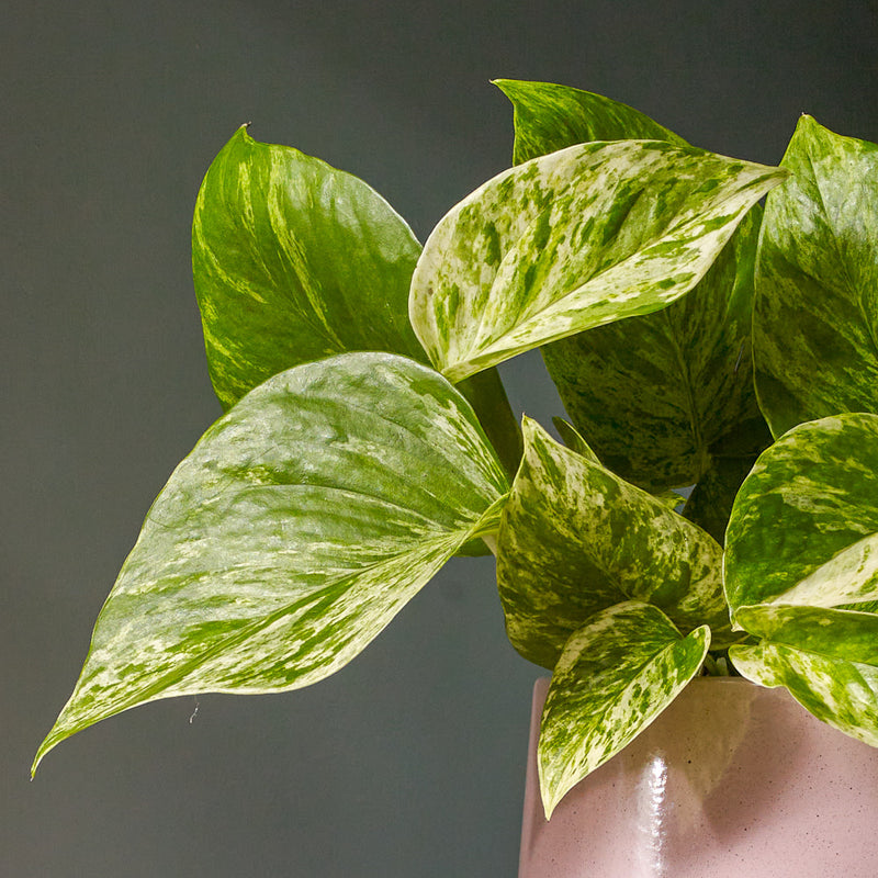 Marble Pothos & Pot