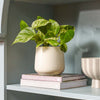 Marble Pothos & Pot
