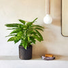 Houseplant Subscription