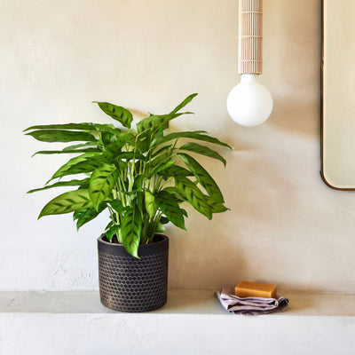 Houseplant Subscription