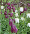 Snake's Head Fritillary Bulbs