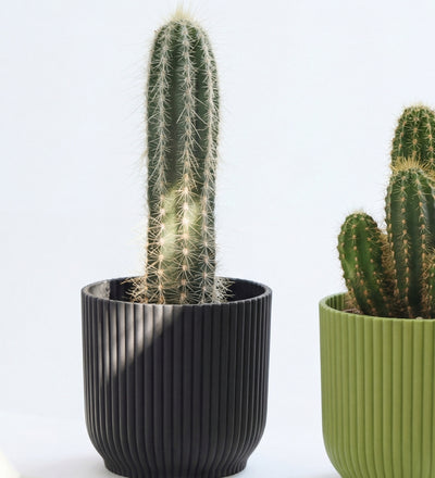 Mini Cacti Trio & Pots
