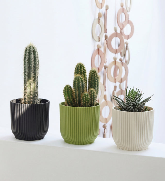 Mini Cacti Trio & Pots