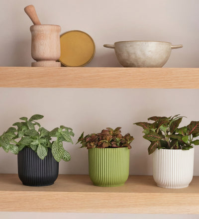Nerve Plant trio & Pots