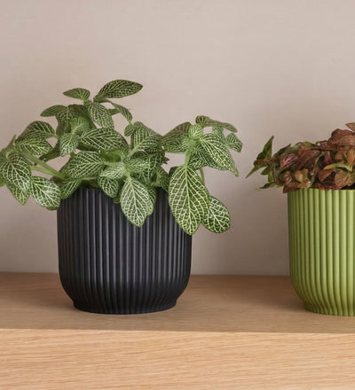 Nerve Plant trio & Pots