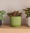 Nerve Plant trio & Pots