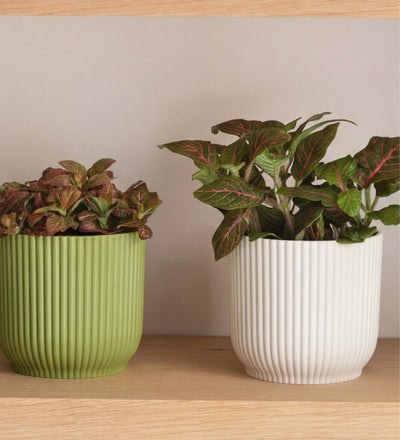 Nerve Plant trio & Pots