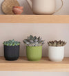 Succulent trio & Pots