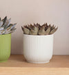 Succulent trio & Pots