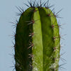 Cacti & Pot Duo
