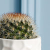 Cacti & Pot Duo